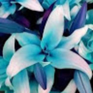 Meet your Posher, Lillian